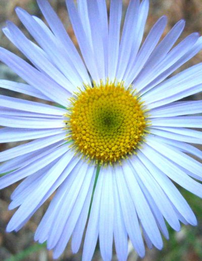 Aster