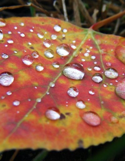 Leaf