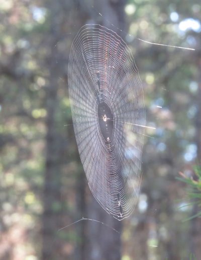 Spiderweb