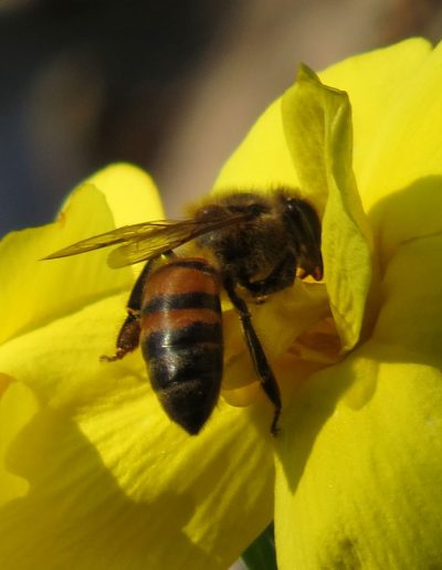 Bee