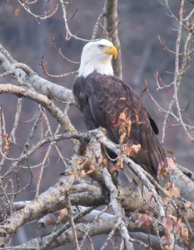 Eagle
