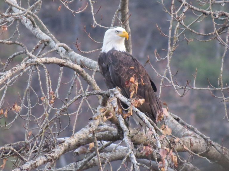 Eagle