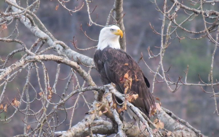 Eagle