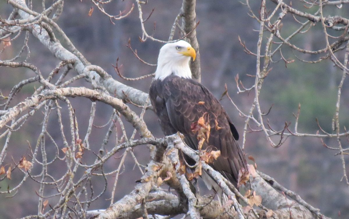 Eagle