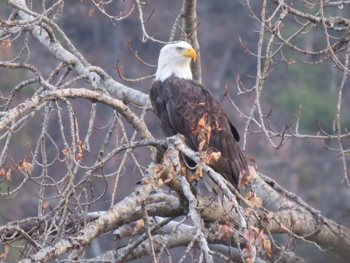 Eagle Eagle