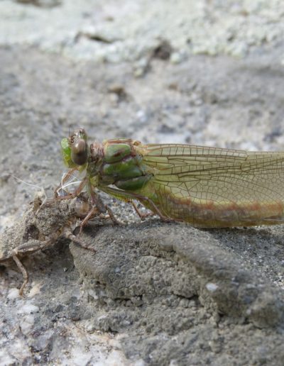 Grasshopper