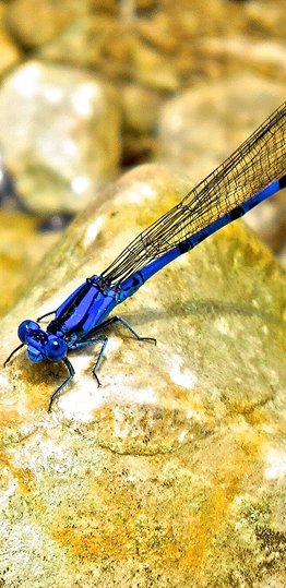 Dragonfly