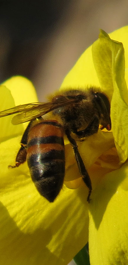 Bee